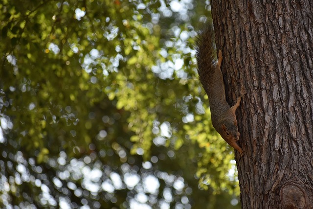 同时宣告了 同时宣告了
